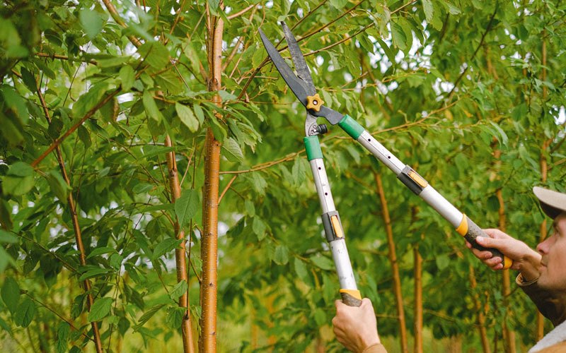 Tree trimming in Handley, WV