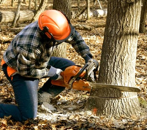 Tree Removal in Handley, WV
